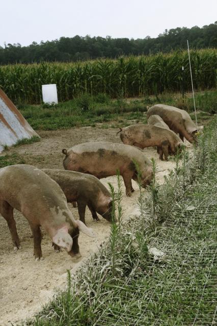 got my pigs in a row.