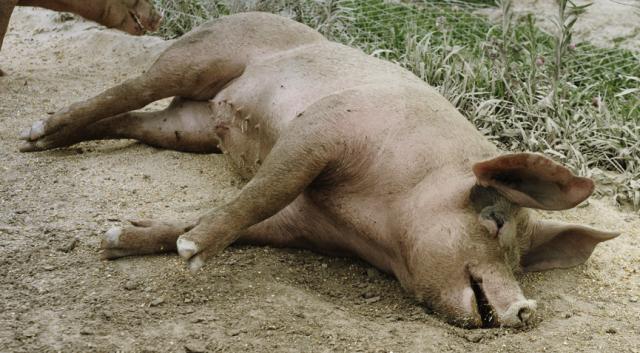 wilbur! crazy piggy.