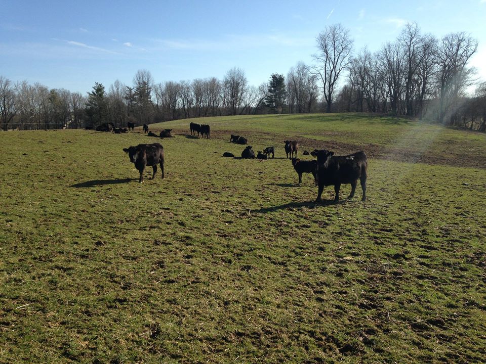 Roseda Farm Field