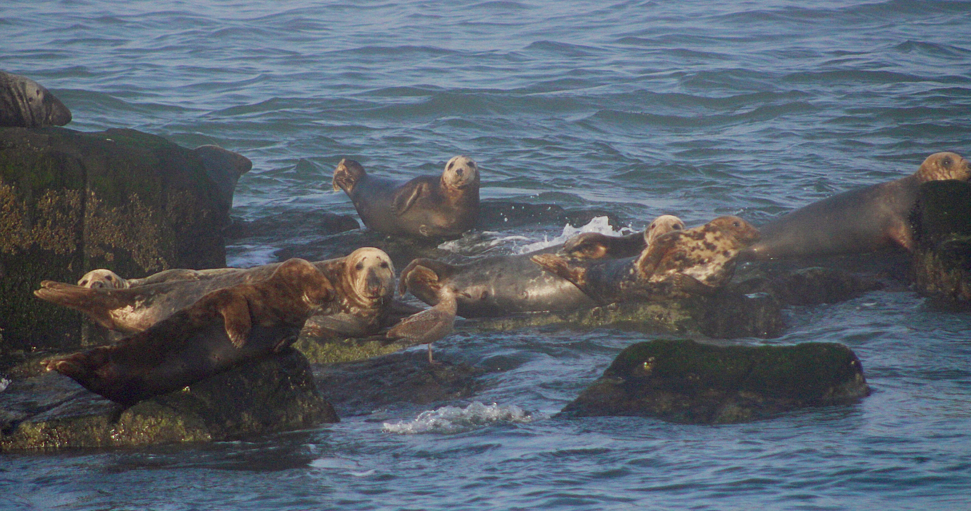 a handful of harbor and grey seals sitting on top of rocks in the ocean