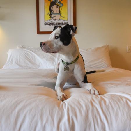 Doggo on the bed! Book your stay today.