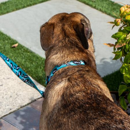 Teal Dog Collar