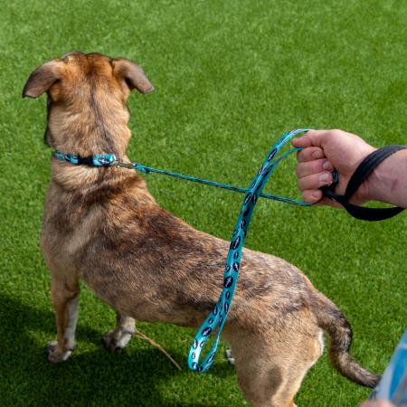 Teal Dog Leash