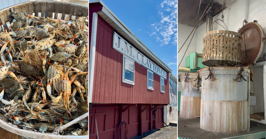Photo of a bunch of blue crabs. Photo of JM Clayton Seafood Company building. Photo of large crab steamer pots.