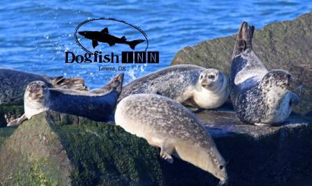 Winter Delmarva Dogfish BirdINN Picture of seals with dogfish INN logo