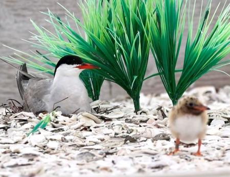 Small birds on sand with green leaves behind