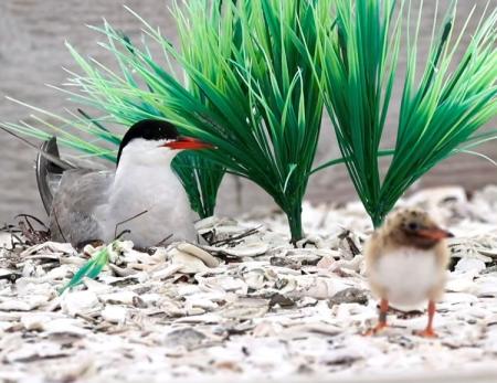 BirdINNg Small birds on sand with green leaves behind