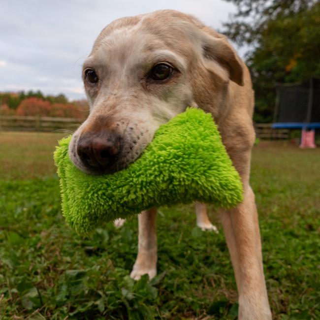 Dog Toy in dog mouth