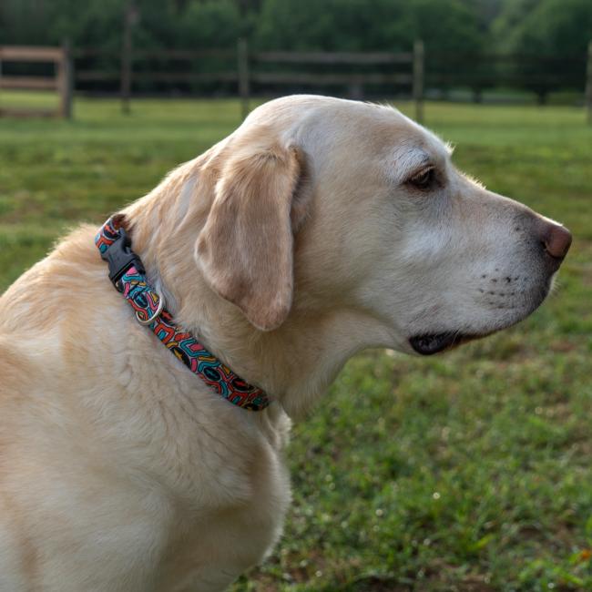 Side view dog wearing collar