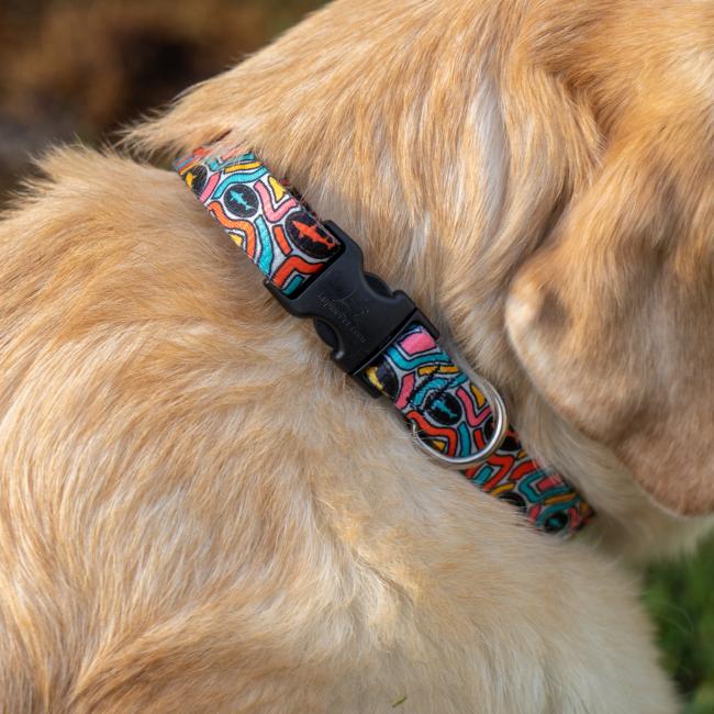 Close up of collar on dog