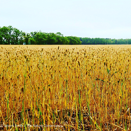 Pasture at the Edward H. McCabe Preserve Pasture at the Edward H. McCabe Preserve